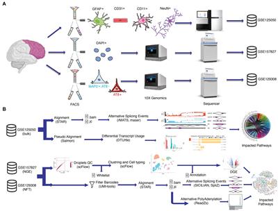 Analyzing alternative splicing in Alzheimer’s disease postmortem brain: a cell-level perspective